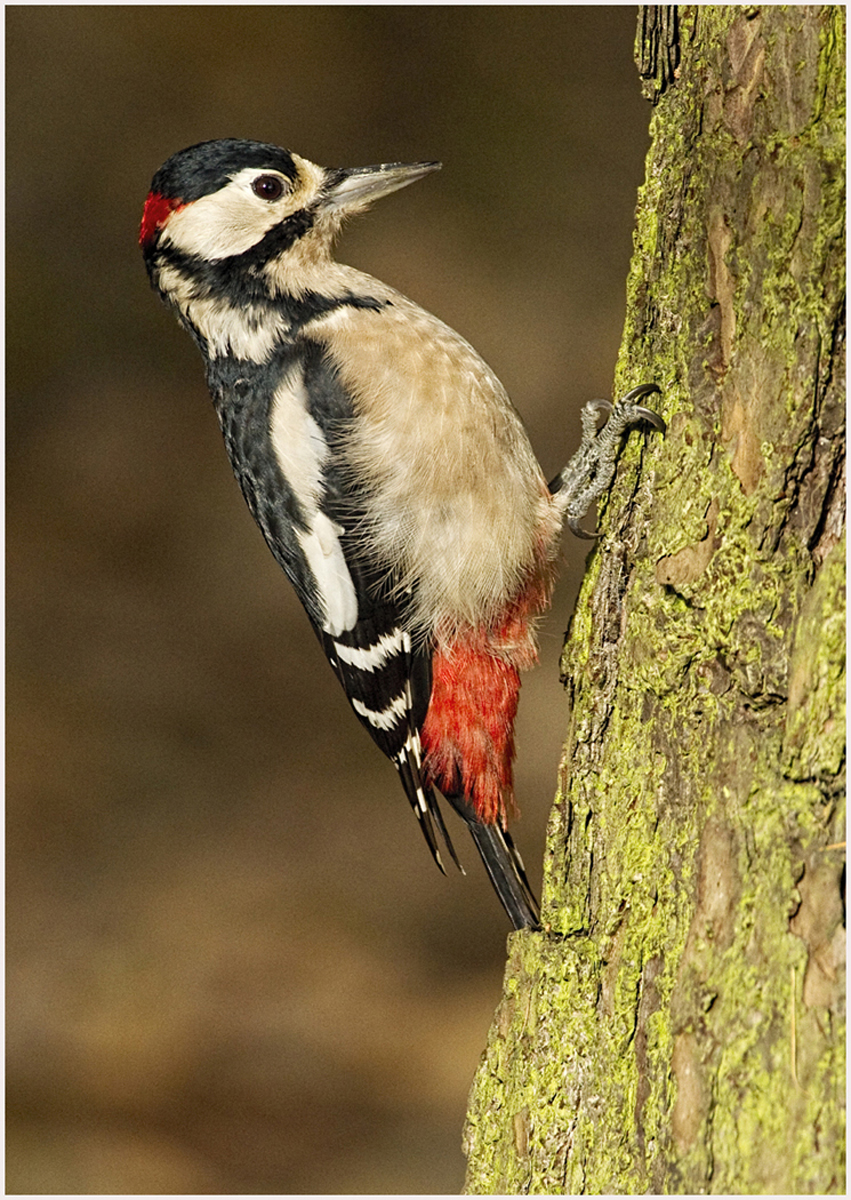 Great-Spotted-Woodpecker-Male