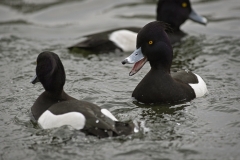ASBO duck