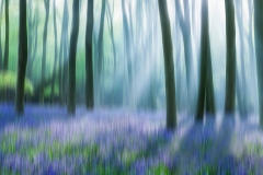 Bluebell Haze