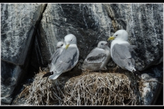 Kittiwake Family