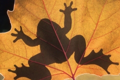 Frog Silhouette 2