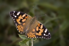 Painted lady