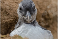 puffling