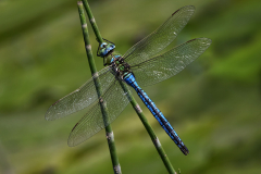 Emperor-Dragonfly-Male