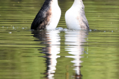 Great-Crested-Grebes-Displaying
