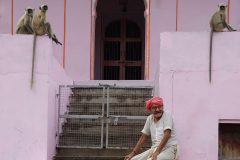 Alex-ParsonsVillage-Man-and-His-Monkeys18-Print-Colour