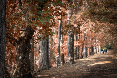 Graham-Roger-ProffittAn-Autumnal-Walk18-PDI-Landscape