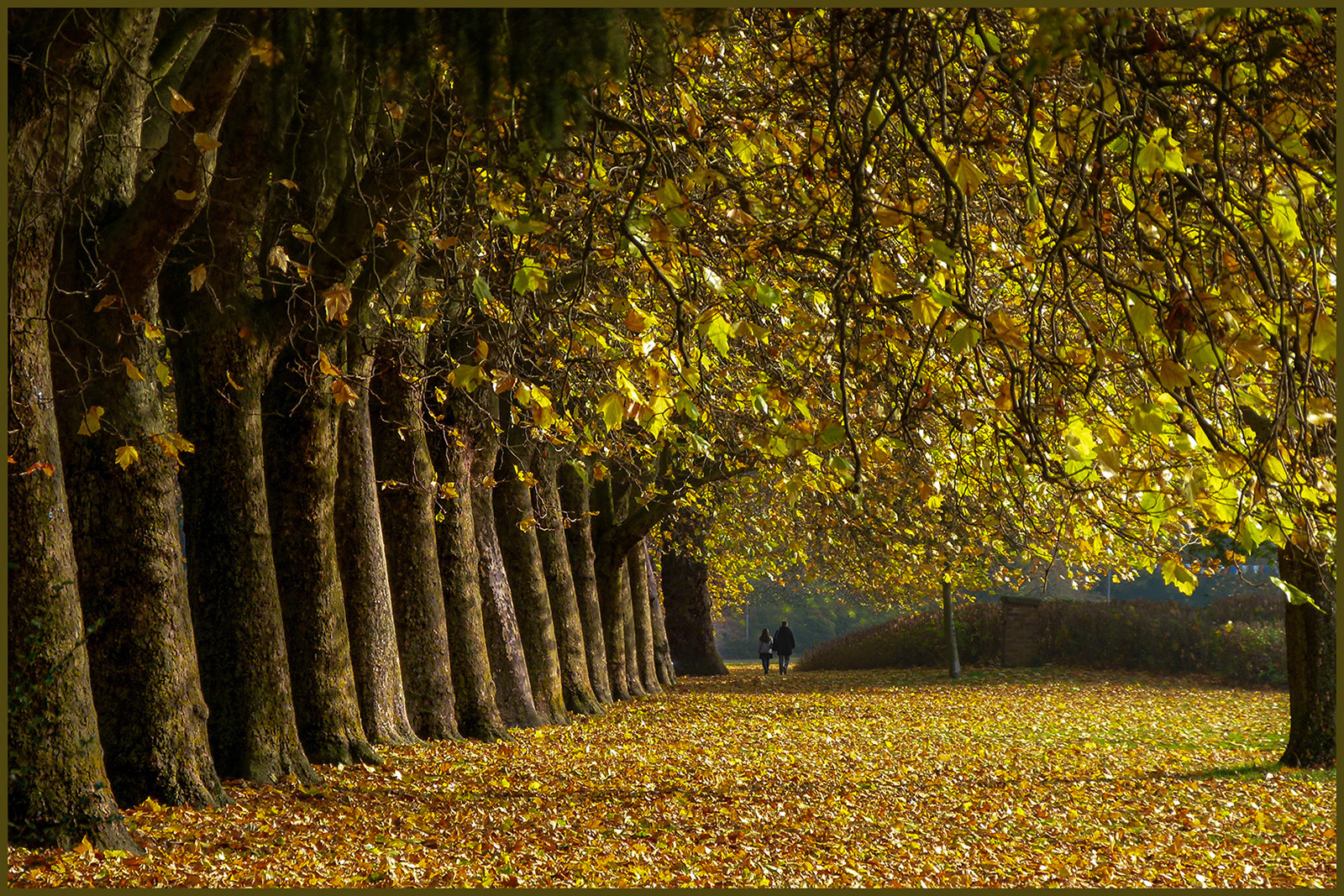 Farzad-ReshadGoldon-Autumn20-PDI-PDI-Landscape