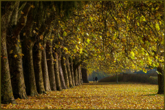 Farzad-ReshadGoldon-Autumn20-PDI-PDI-Landscape
