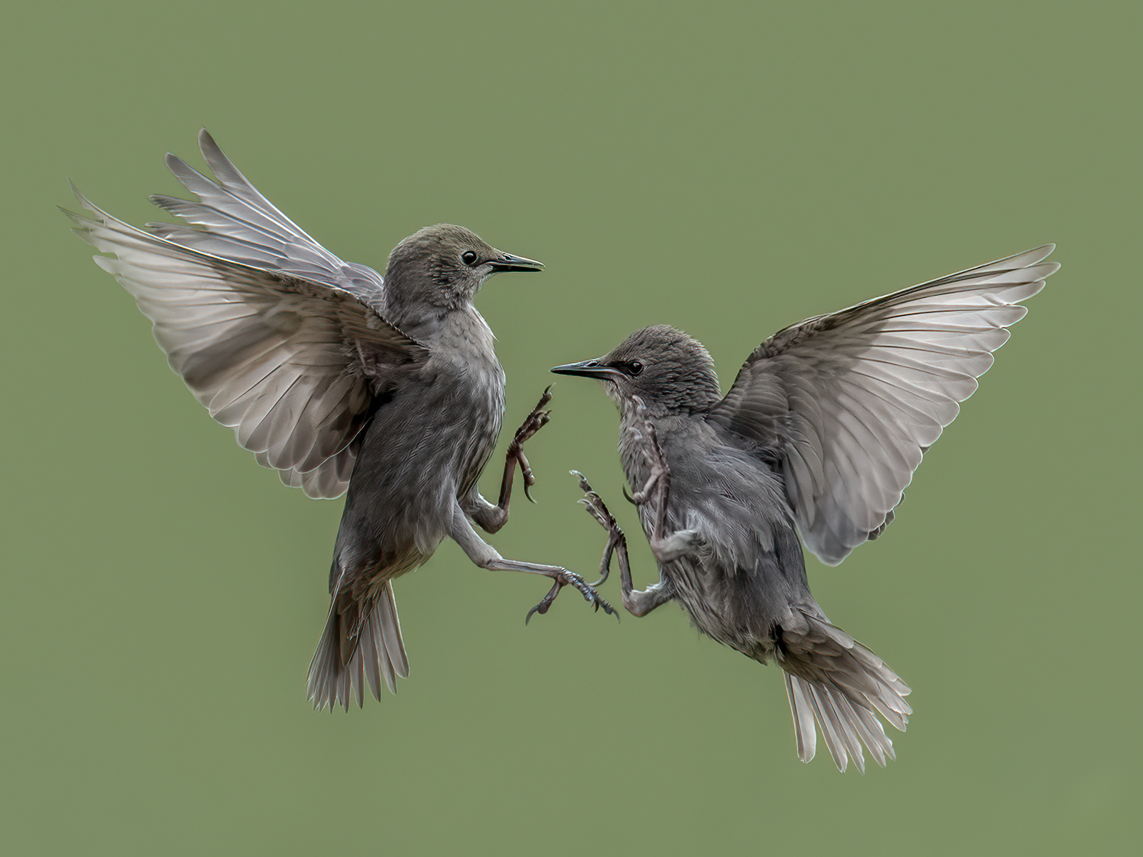 Juvenile Starling Battle - Phillip Barber FBPE MPAGB - PAGB Gold Medal