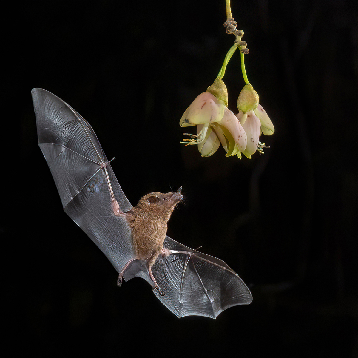Pallas Long-Tongued Bat - Ann Healey ARPS DPAGB EFIAP BPE3* - BPE Ribbon