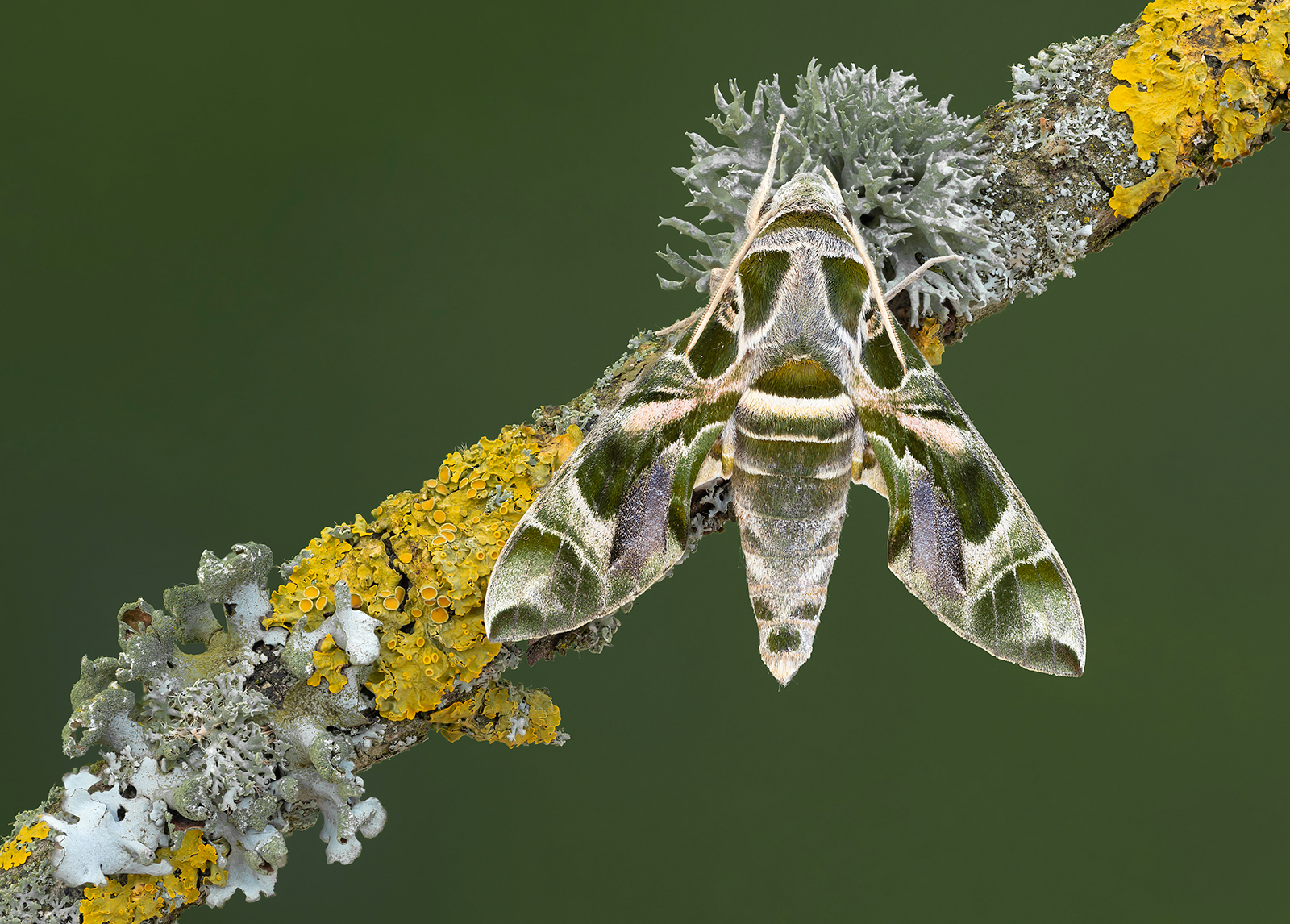 Male Oleander Hawk Moth - Darron Matthews - BPE Ribbon